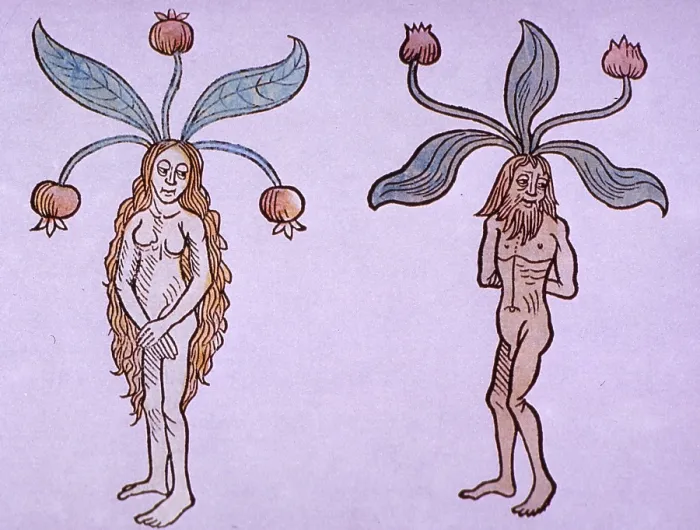 Framed Print : Female and Male Mandrake, Alchemy Plant Framed Print : Female and Male Mandrake, Alchemy Plant