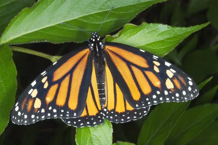 Framed Print : Female Monarch butterfly Framed Print : Female Monarch butterfly