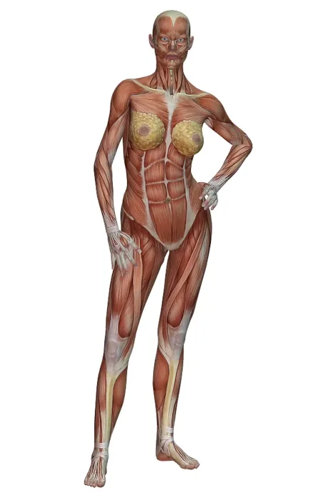 Framed Print : Female Muscle Anatomy