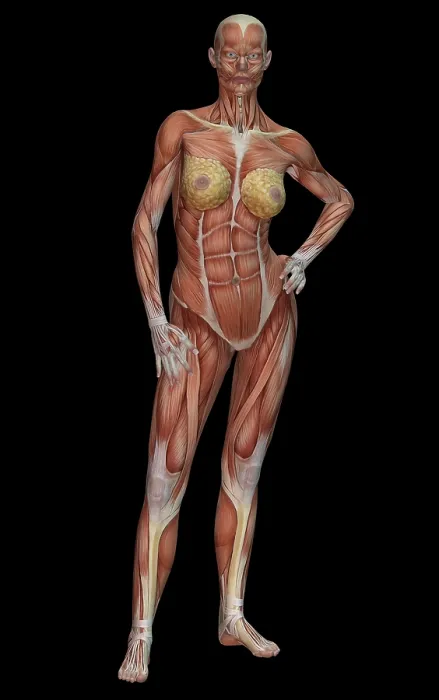 Framed Print : Female Muscle Anatomy Framed Print : Female Muscle Anatomy