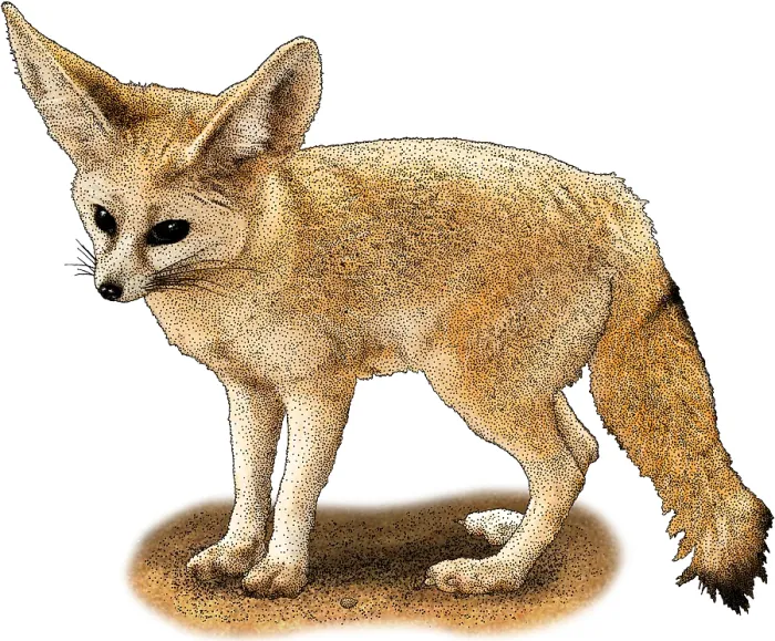 Framed Print : Fennec Fox Framed Print : Fennec Fox