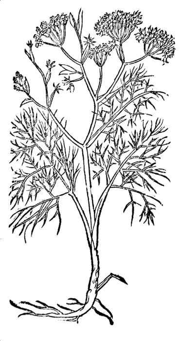 Framed Print : Fennel, Alchemy Plant Framed Print : Fennel, Alchemy Plant