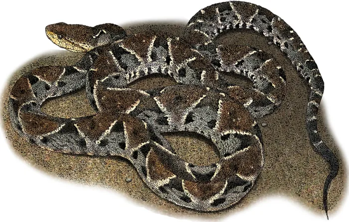 Framed Print : Fer-de-lance, Bothrops atrox, Illustration Framed Print : Fer-de-lance, Bothrops atrox, Illustration