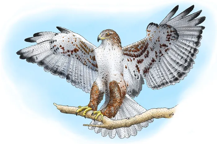 Framed Print : Ferruginous Hawk Framed Print : Ferruginous Hawk