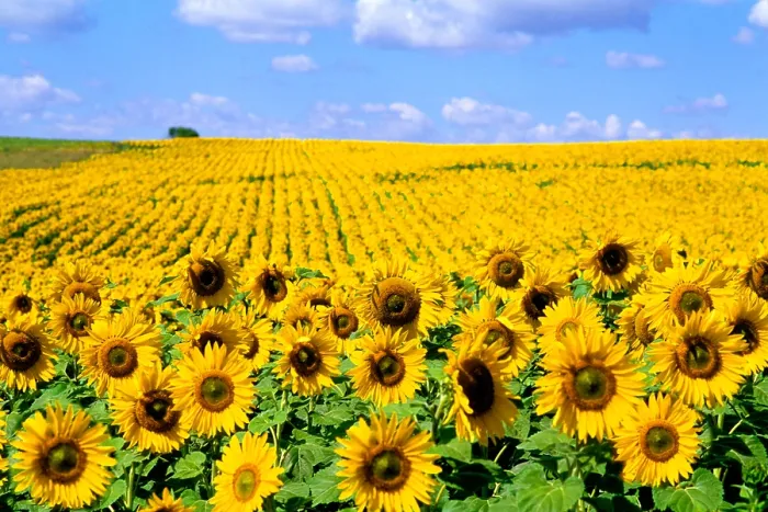 Framed Print : Field of Sunflowers Under a Blue Sky, North Dakota Framed Print : Field of Sunflowers Under a Blue Sky, North Dakota