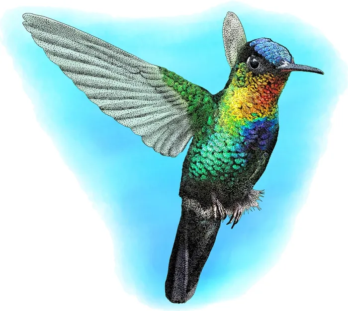 Framed Print : Fiery-throated Hummingbird, Illustration Framed Print : Fiery-throated Hummingbird, Illustration