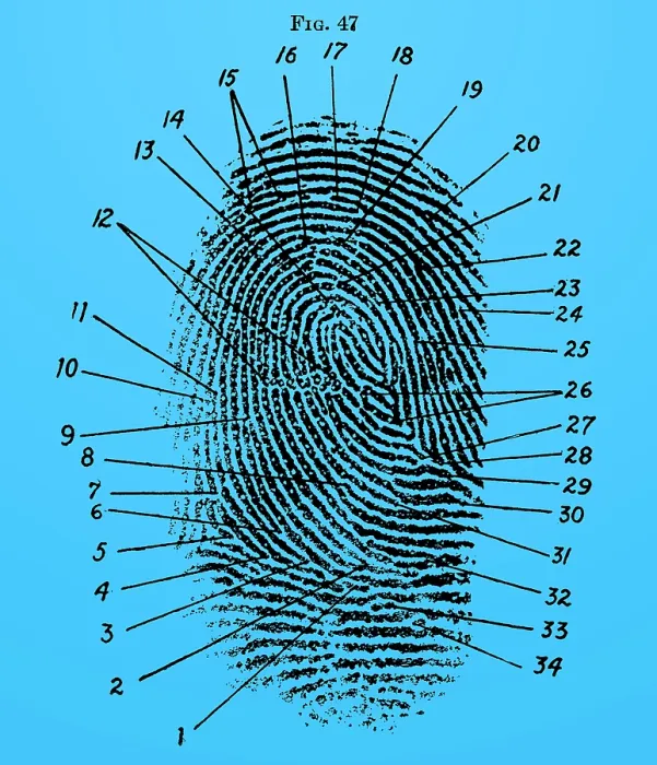 Framed Print : Fingerprint Diagram, 1940 Framed Print : Fingerprint Diagram, 1940