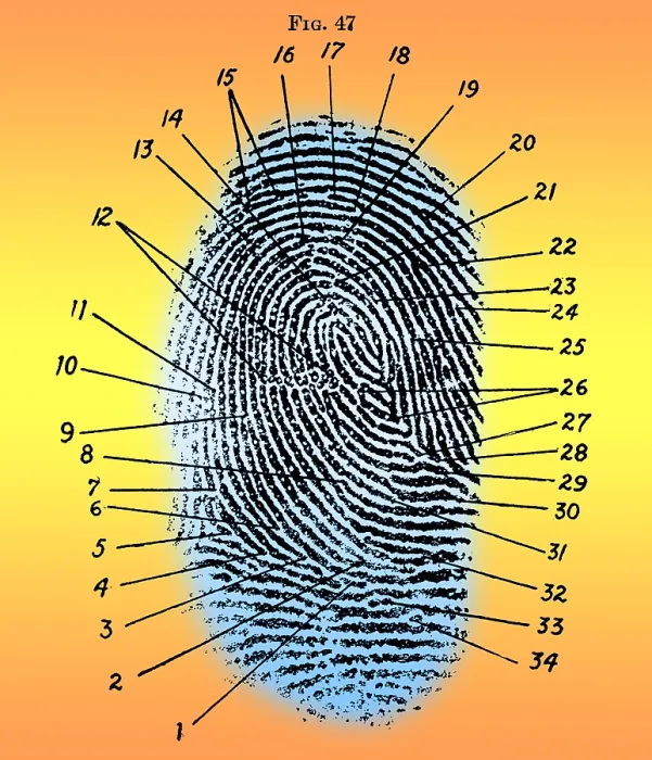 Framed Print : Fingerprint Diagram, 1940