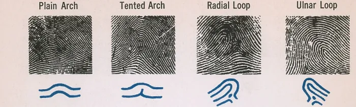 Framed Print : Fingerprint Patterns Framed Print : Fingerprint Patterns