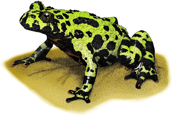 Framed Print : Fire-bellied Toad Framed Print : Fire-bellied Toad
