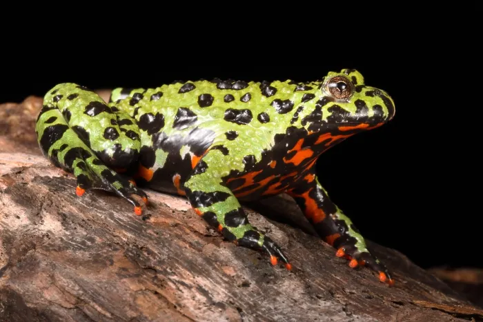 Framed Print : Fire Bellied Toad (Bombina orientalis) Framed Print : Fire Bellied Toad (Bombina orientalis)