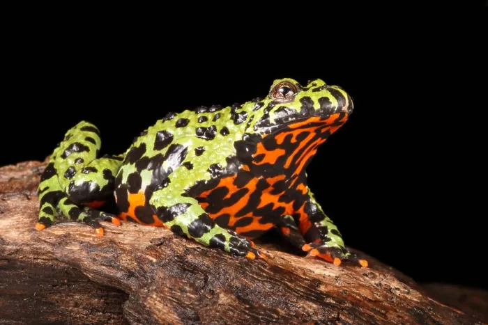 Framed Print : Fire Bellied Toad (Bombina orientalis)