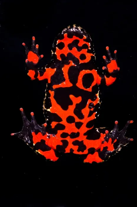 Framed Print : Fire Belly Toad Framed Print : Fire Belly Toad