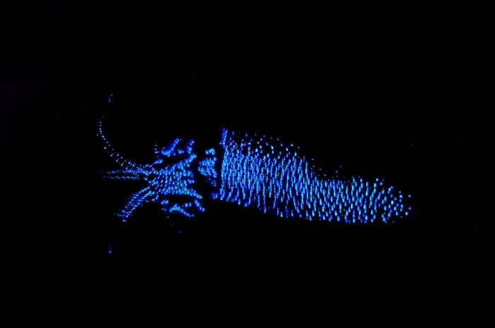 Framed Print : Firefly Squid Framed Print : Firefly Squid
