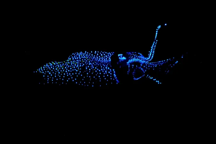 Framed Print : Firefly Squid Framed Print : Firefly Squid