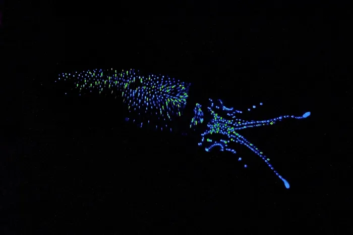 Framed Print : Firefly Squid Framed Print : Firefly Squid