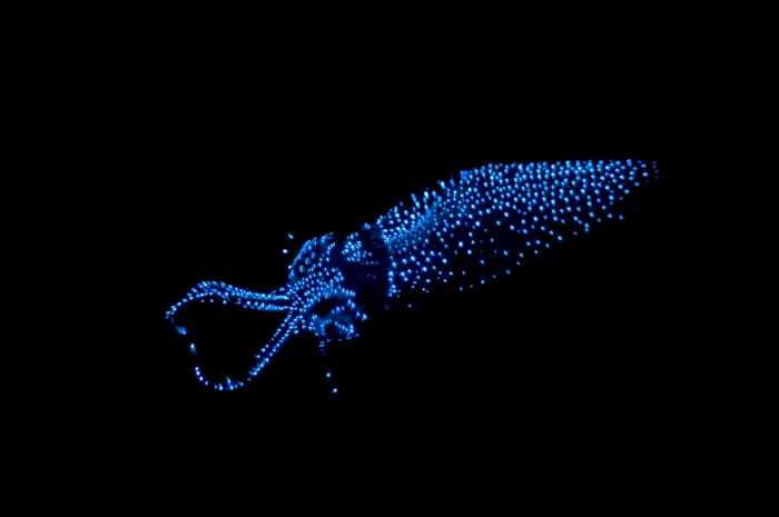 Framed Print : Firefly Squid Framed Print : Firefly Squid