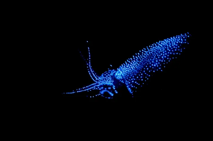 Framed Print : Firefly Squid