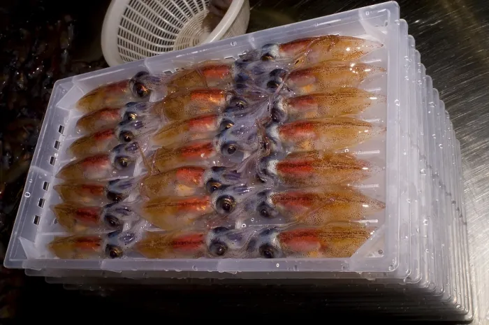 Framed Print : Firefly Squid processing Framed Print : Firefly Squid processing
