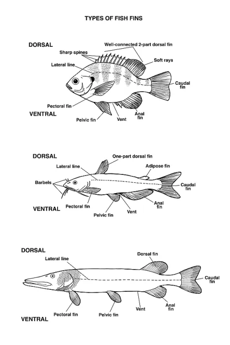 Framed Print : Fish Fin Types, Illustration Framed Print : Fish Fin Types, Illustration