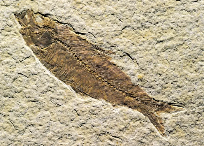 Framed Print : Fish fossil Framed Print : Fish fossil
