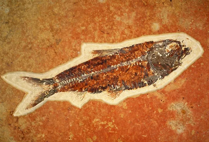 Framed Print : Fish fossil
