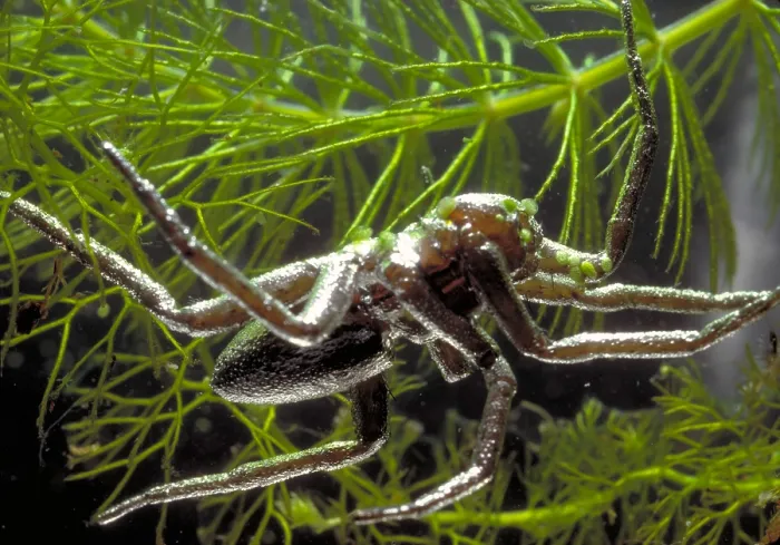 Framed Print : Fishing Spider