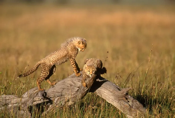 Framed Print : Five-month-old Cheetah cubs