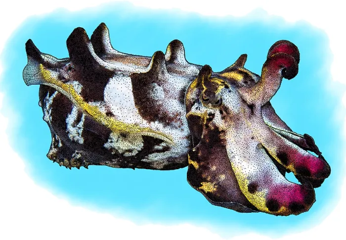 Framed Print : Flamboyant Cuttlefish Framed Print : Flamboyant Cuttlefish