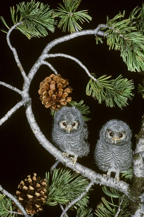 Framed Print : Flammulated Owl (Otus flammeolus)