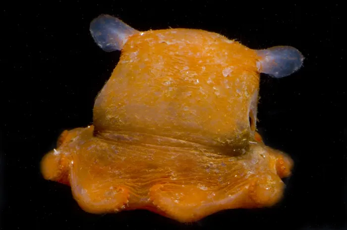 Framed Print : Flapjack Octopus Framed Print : Flapjack Octopus