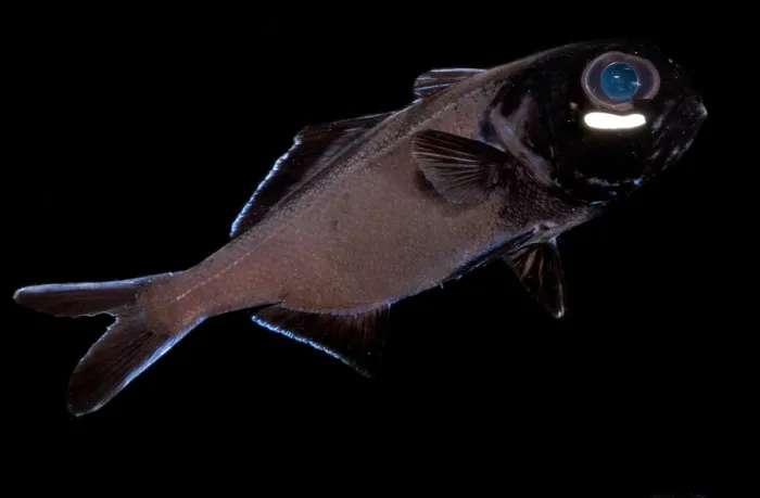 Framed Print : Flashlight Fish Framed Print : Flashlight Fish