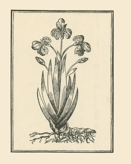 Framed Print : Florentine Iris, Mattioli's Commentaires