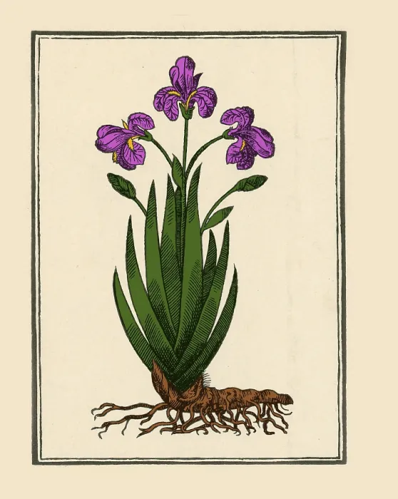 Framed Print : Florentine Iris, Mattioli's Commentaires, Lyons, 1579