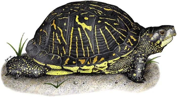 Framed Print : Florida Box Turtle