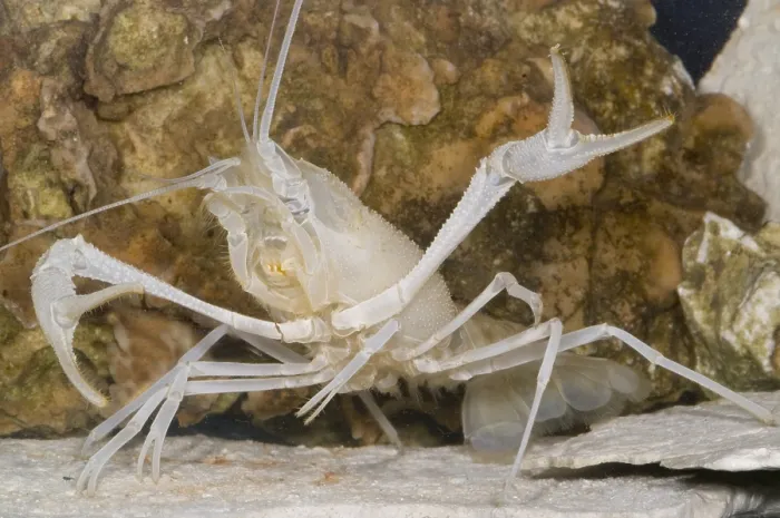 Framed Print : Florida Cave Crayfish Framed Print : Florida Cave Crayfish