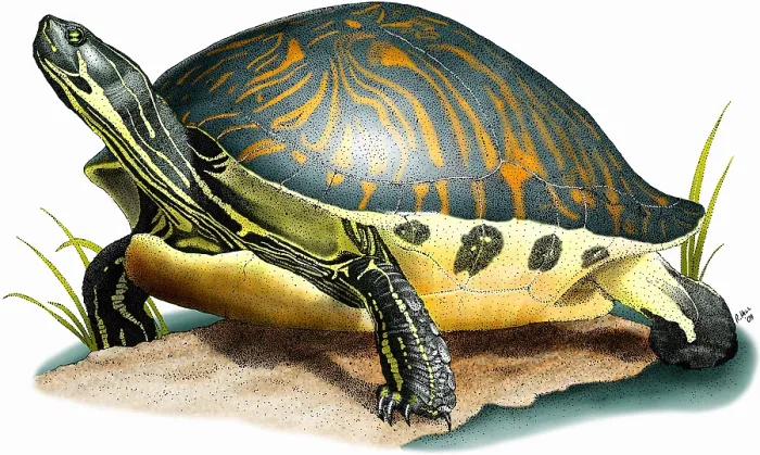 Framed Print : Florida Cooter Framed Print : Florida Cooter