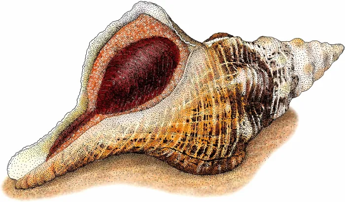 Framed Print : Florida horse conch Framed Print : Florida horse conch