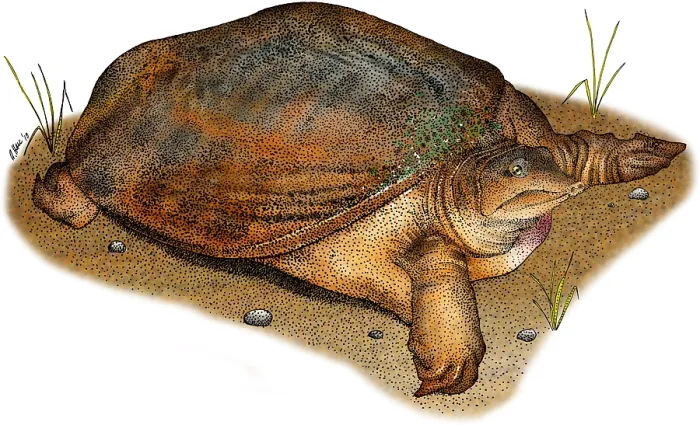 Framed Print : Florida Softshell Turtle Framed Print : Florida Softshell Turtle