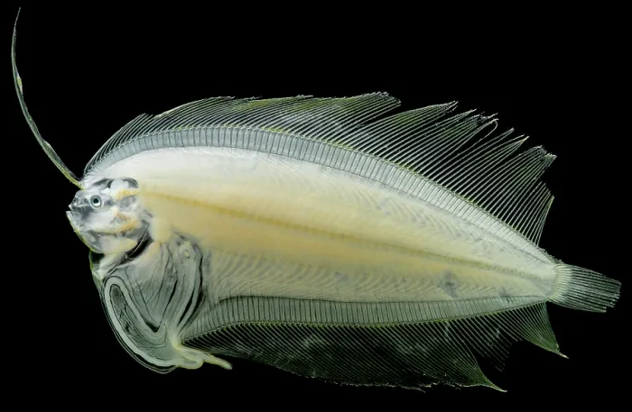 Framed Print : Flounder Larva