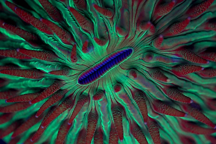 Framed Print : Fluorescent Coral Framed Print : Fluorescent Coral