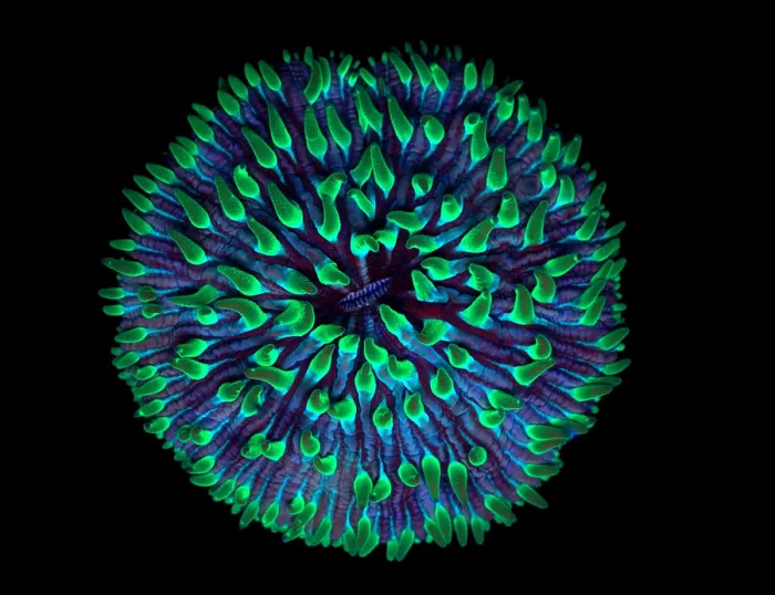 Framed Print : Fluorescent Coral Framed Print : Fluorescent Coral