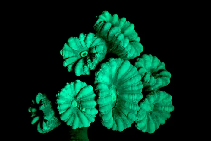 Framed Print : Fluorescent Coral in in UV Light