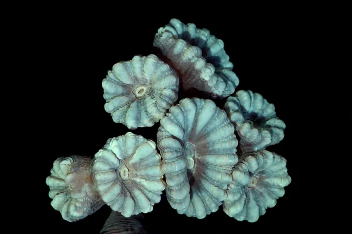 Framed Print : Fluorescent Coral in in White Light Framed Print : Fluorescent Coral in in White Light