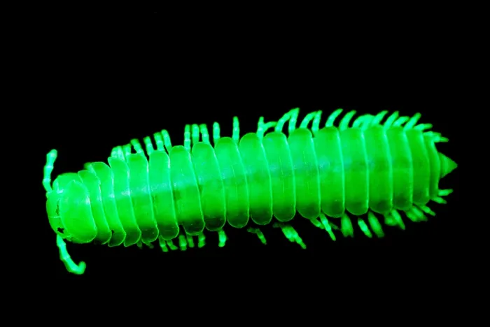 Framed Print : Fluorescent Millipede Framed Print : Fluorescent Millipede