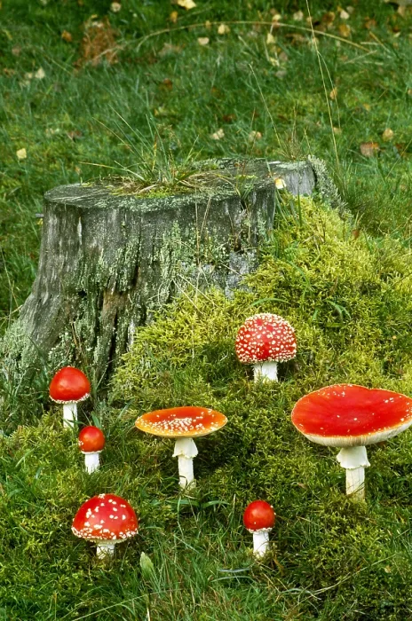 Framed Print : Fly Agaric Mushrooms