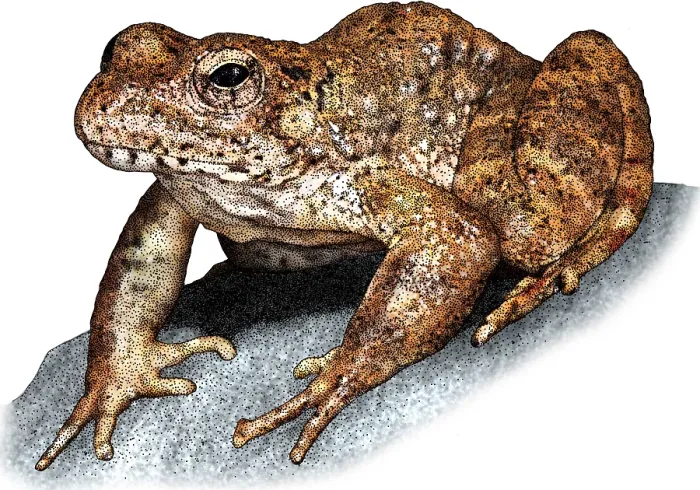 Framed Print : Foothill Yellowlegged Frog Framed Print : Foothill Yellowlegged Frog