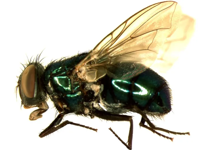 Framed Print : Forensic Helper, Common Green Bottle Fly, Blow Fly Framed Print : Forensic Helper, Common Green Bottle Fly, Blow Fly