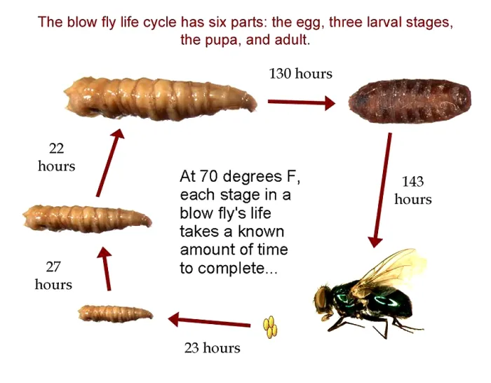 Framed Print : Forensic Helper, Life Cycle of Blow Fly Framed Print : Forensic Helper, Life Cycle of Blow Fly