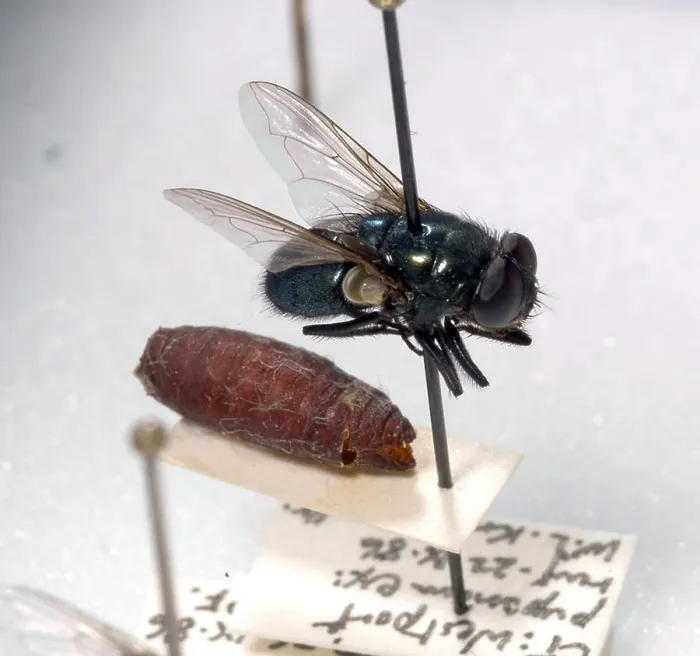 Framed Print : Forensic Helpers, Black Blow Fly and Puparia Framed Print : Forensic Helpers, Black Blow Fly and Puparia